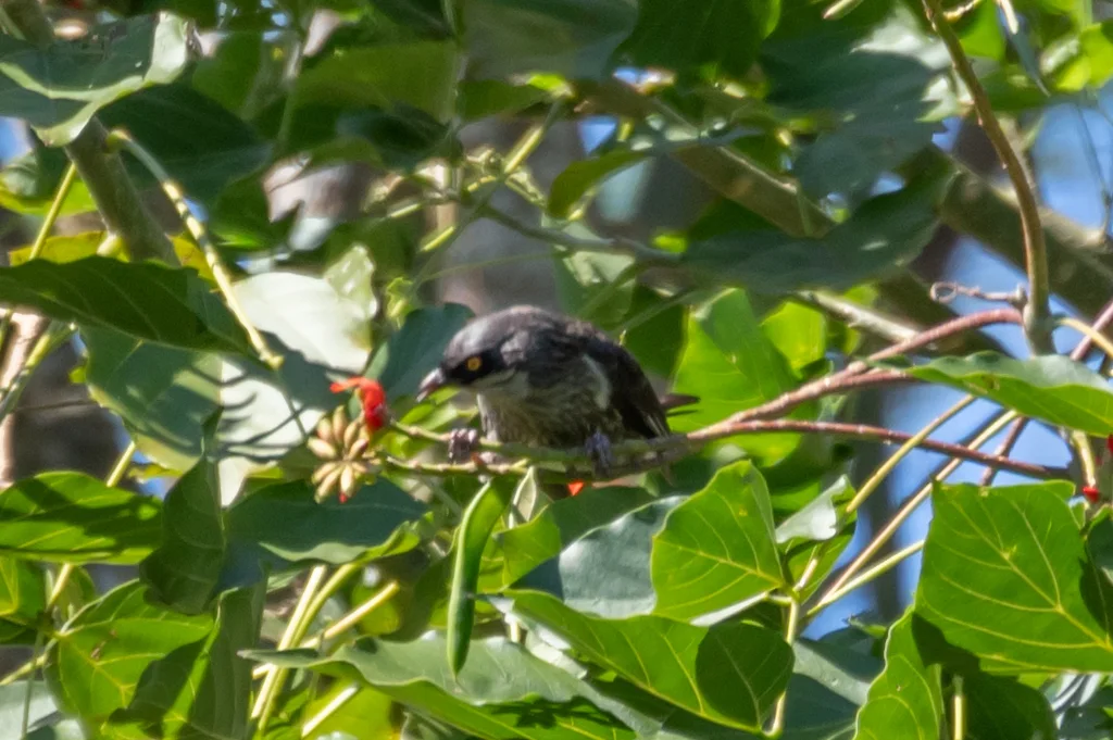 玻利辉椋鸟(Aplonis tabuensis)