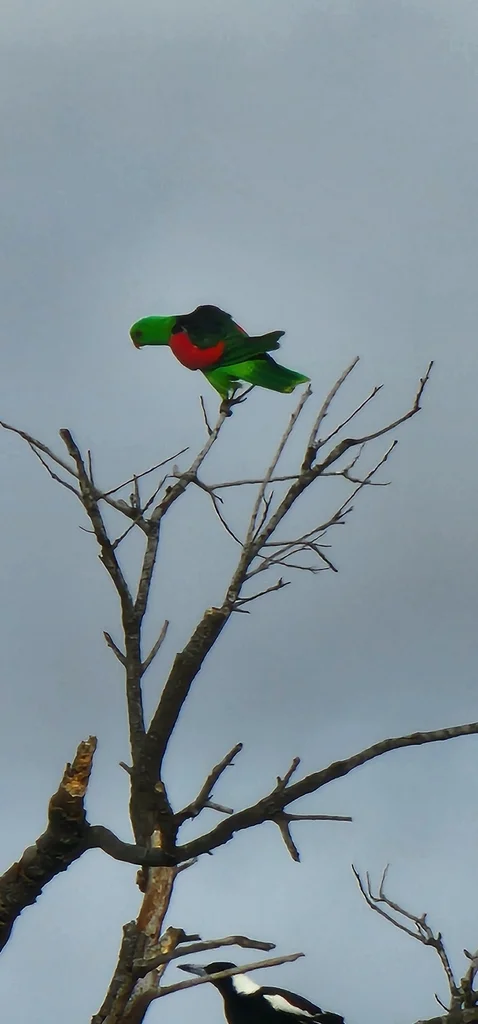 红翅鹦鹉(Aprosmictus erythropterus)