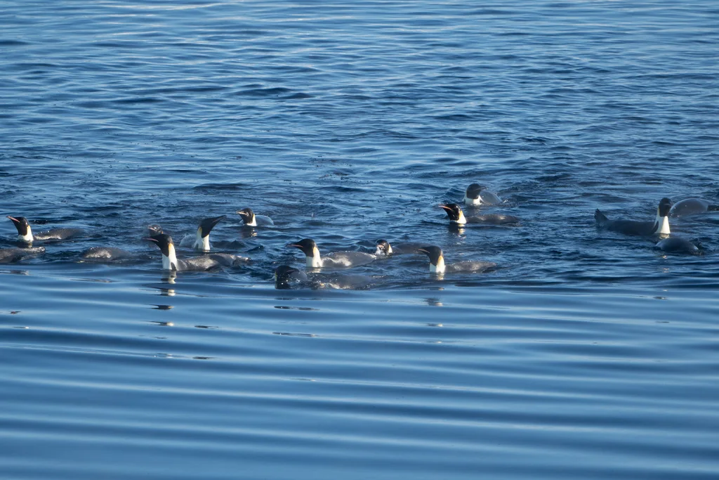 帝企鹅(Aptenodytes forsteri)