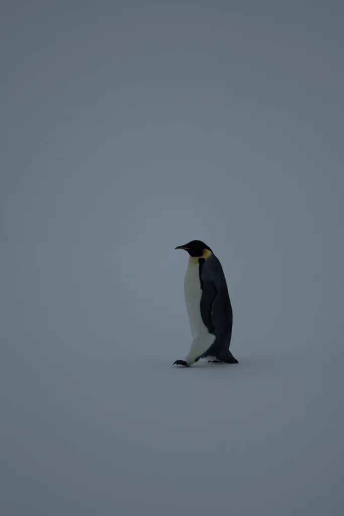 帝企鹅(Aptenodytes forsteri)