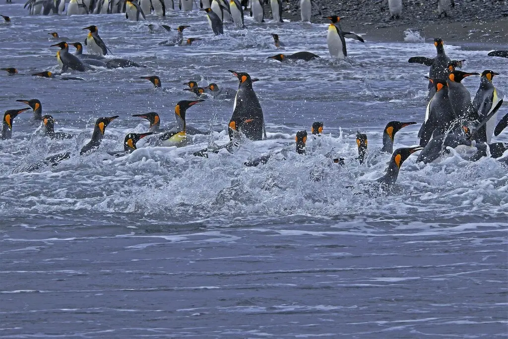 王企鹅(Aptenodytes patagonicus)