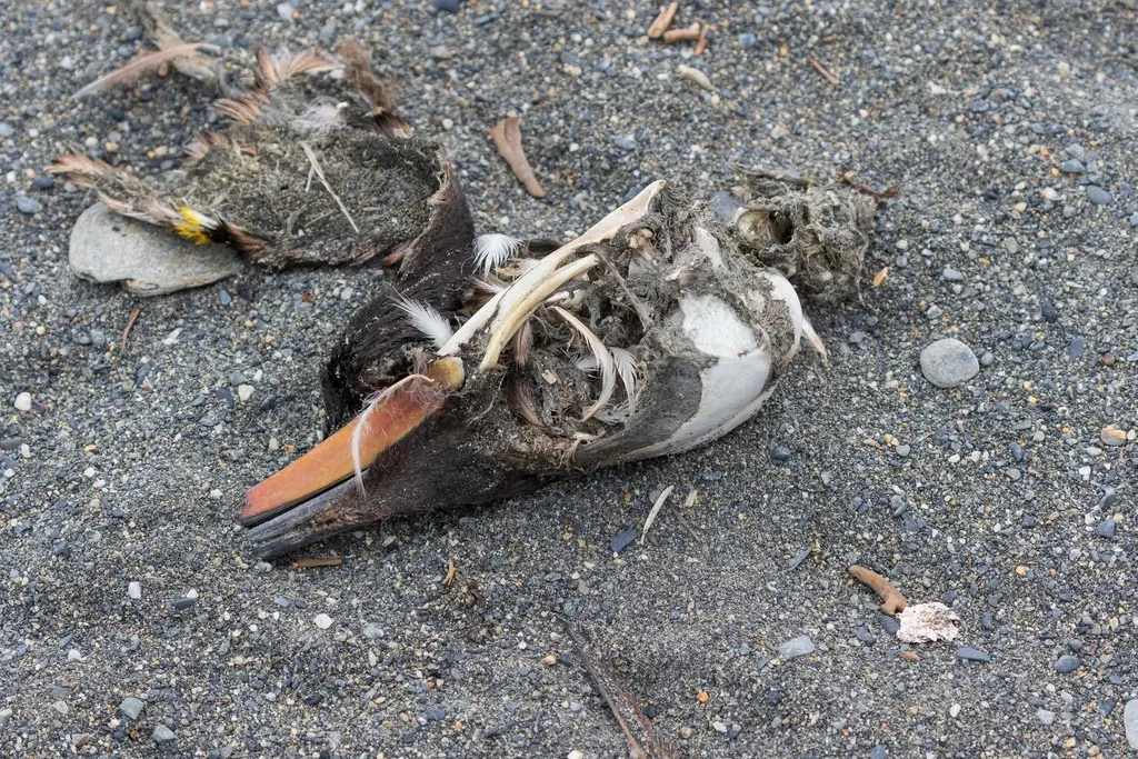 王企鹅(Aptenodytes patagonicus)