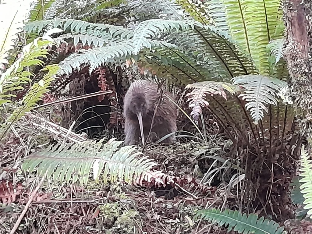 褐几维(Apteryx australis)