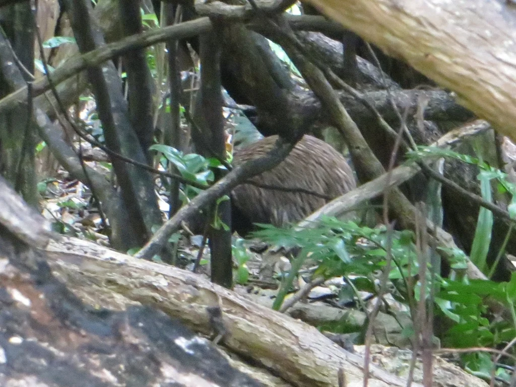 褐几维(Apteryx australis)