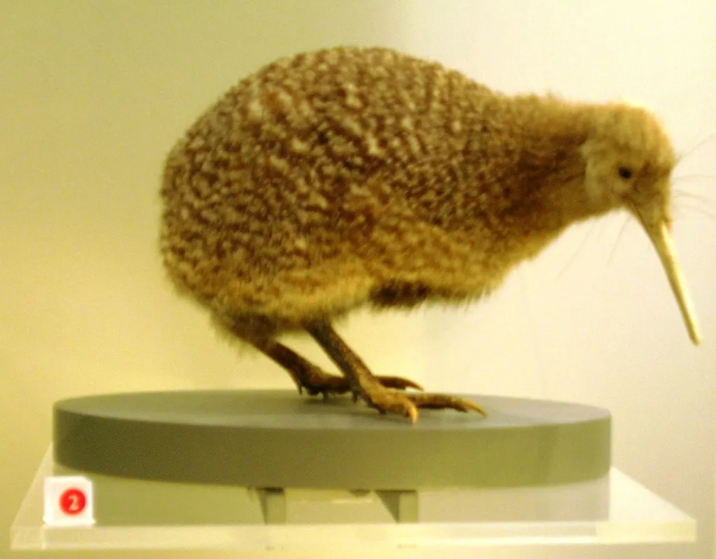 小斑几维(Apteryx owenii)