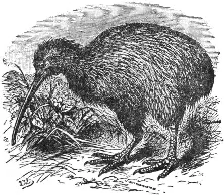 白眶几维(Apteryx rowi)