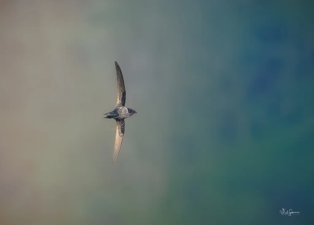 暗背雨燕(Apus acuticauda)