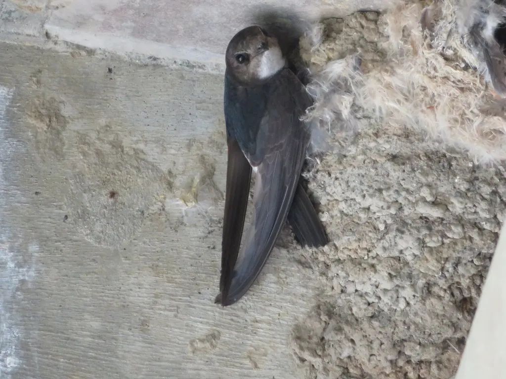 小白腰雨燕(Apus nipalensis)