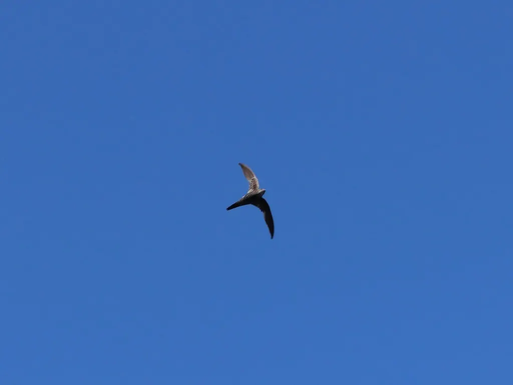 白腰雨燕(Apus pacificus)