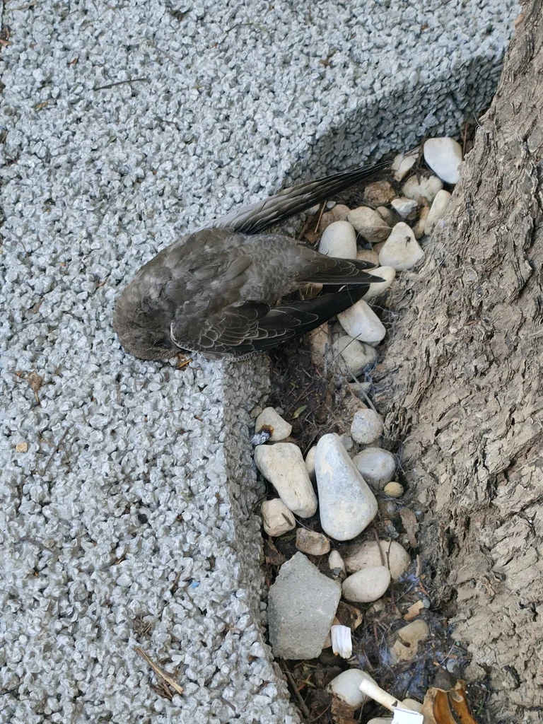 苍雨燕(Apus pallidus)