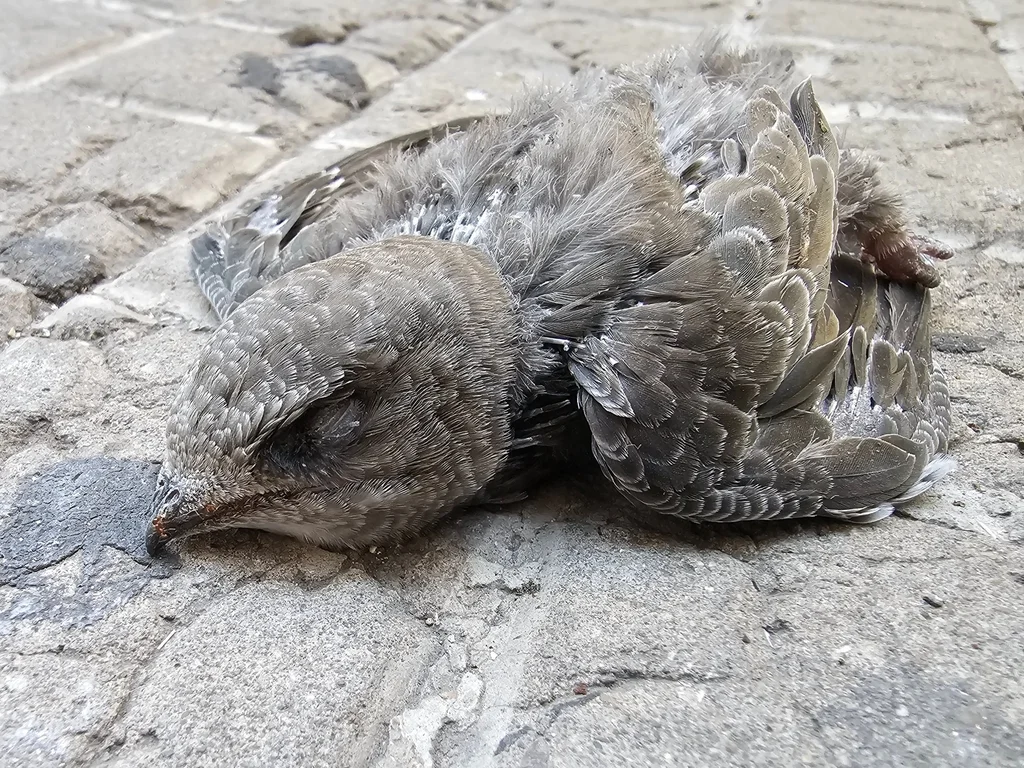 苍雨燕(Apus pallidus)