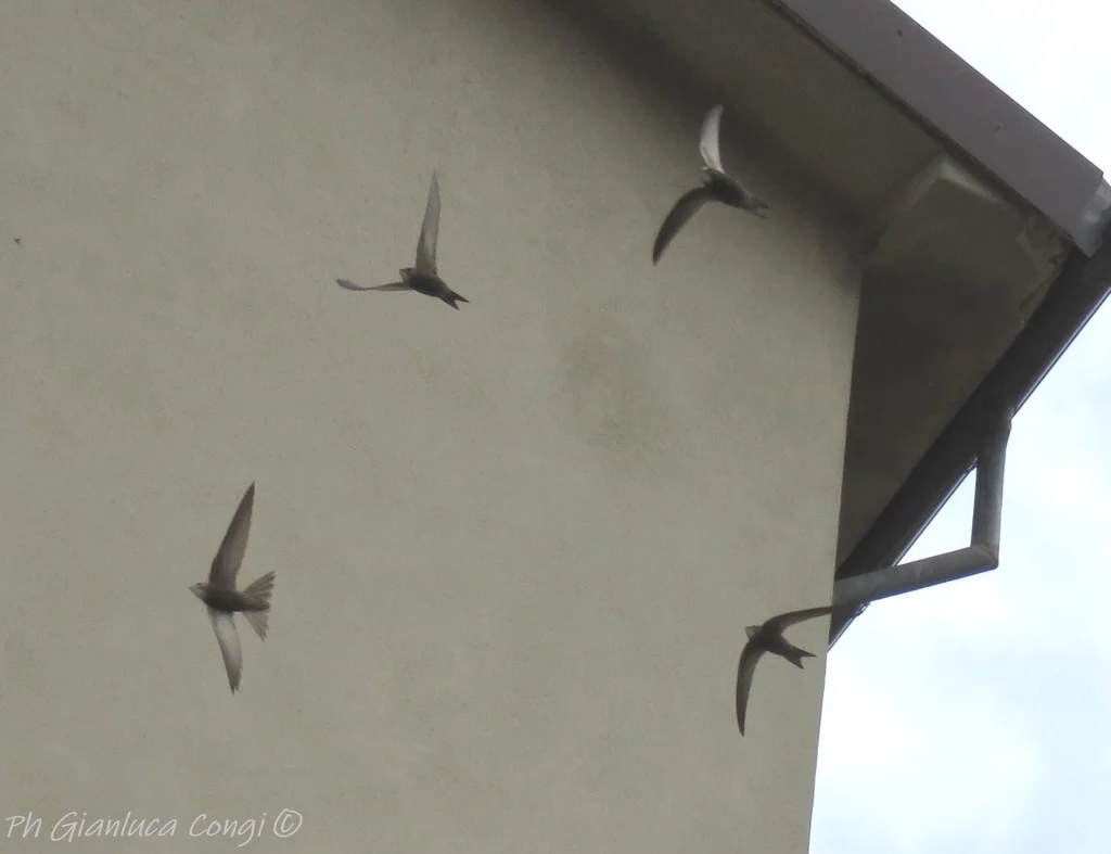 苍雨燕(Apus pallidus)