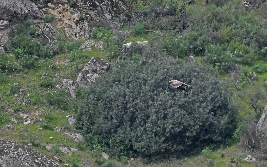 西班牙雕(Aquila adalberti)
