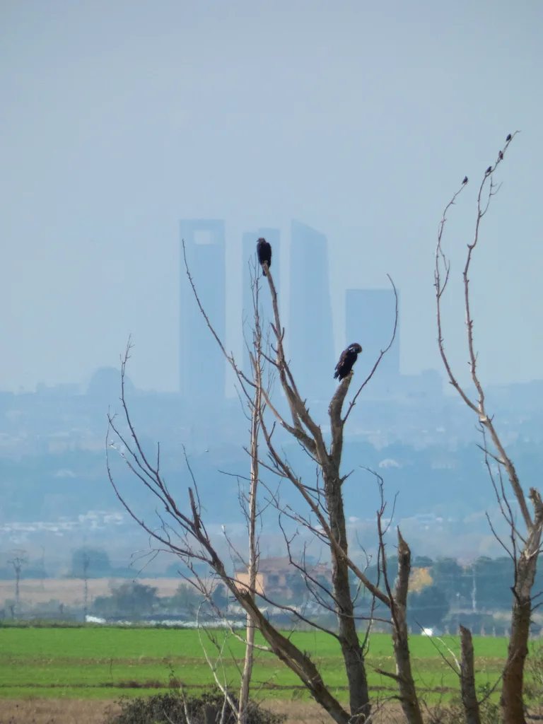 西班牙雕(Aquila adalberti)