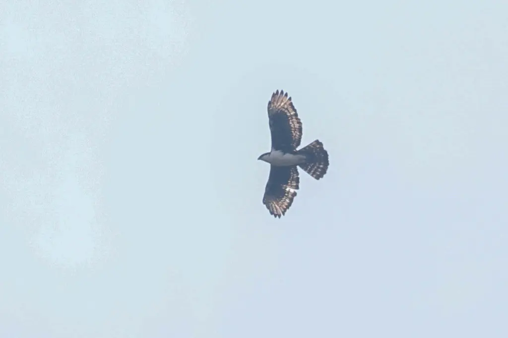 非洲鹰雕(Aquila africana)