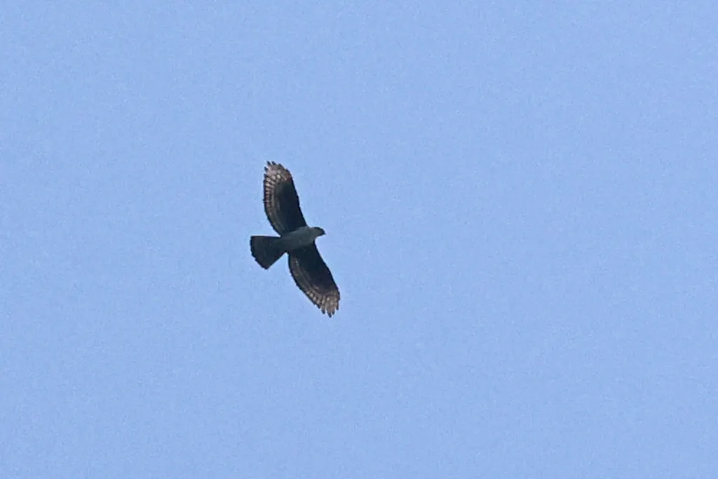 非洲鹰雕(Aquila africana)