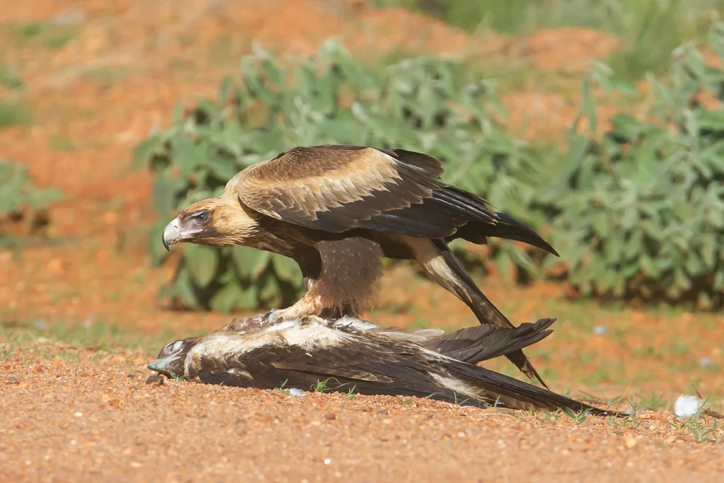 楔尾雕(Aquila audax)