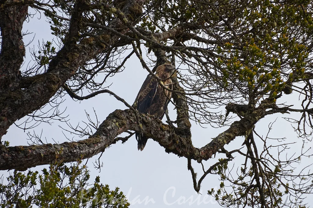 楔尾雕(Aquila audax)