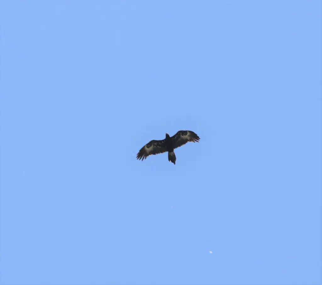 楔尾雕(Aquila audax)