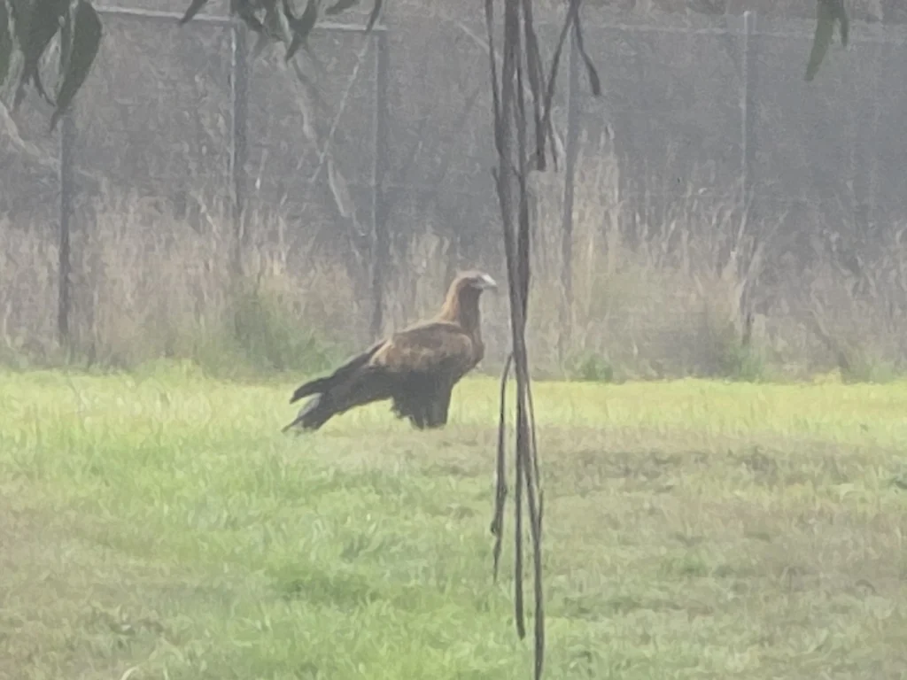 楔尾雕(Aquila audax)