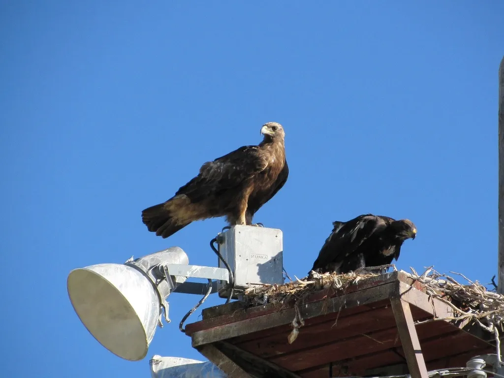 金雕(Aquila chrysaetos)