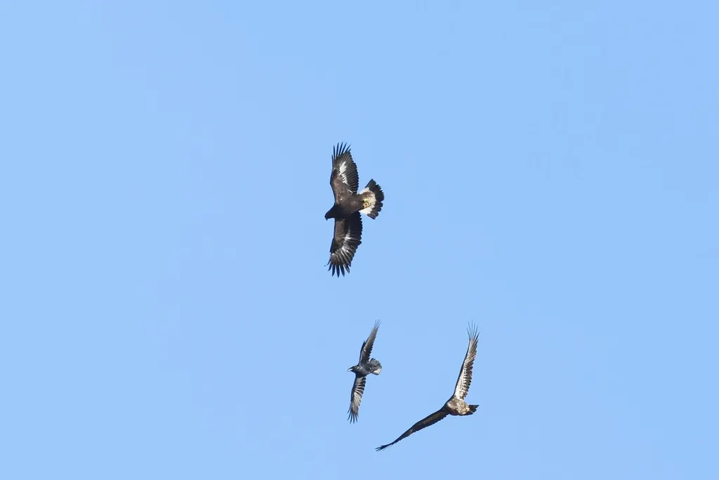 金雕(Aquila chrysaetos)