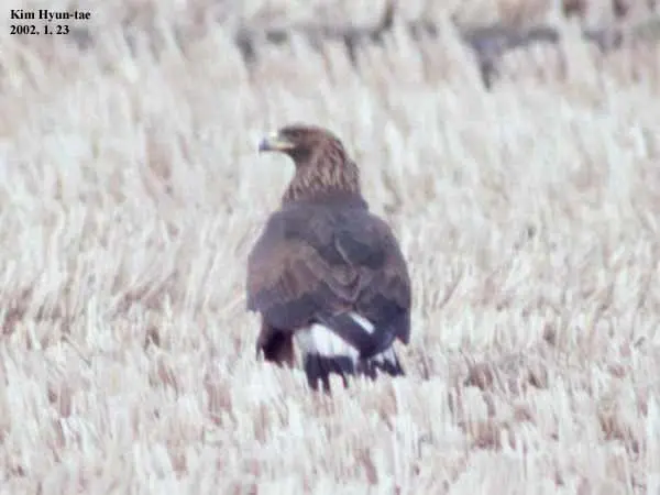 金雕(Aquila chrysaetos)