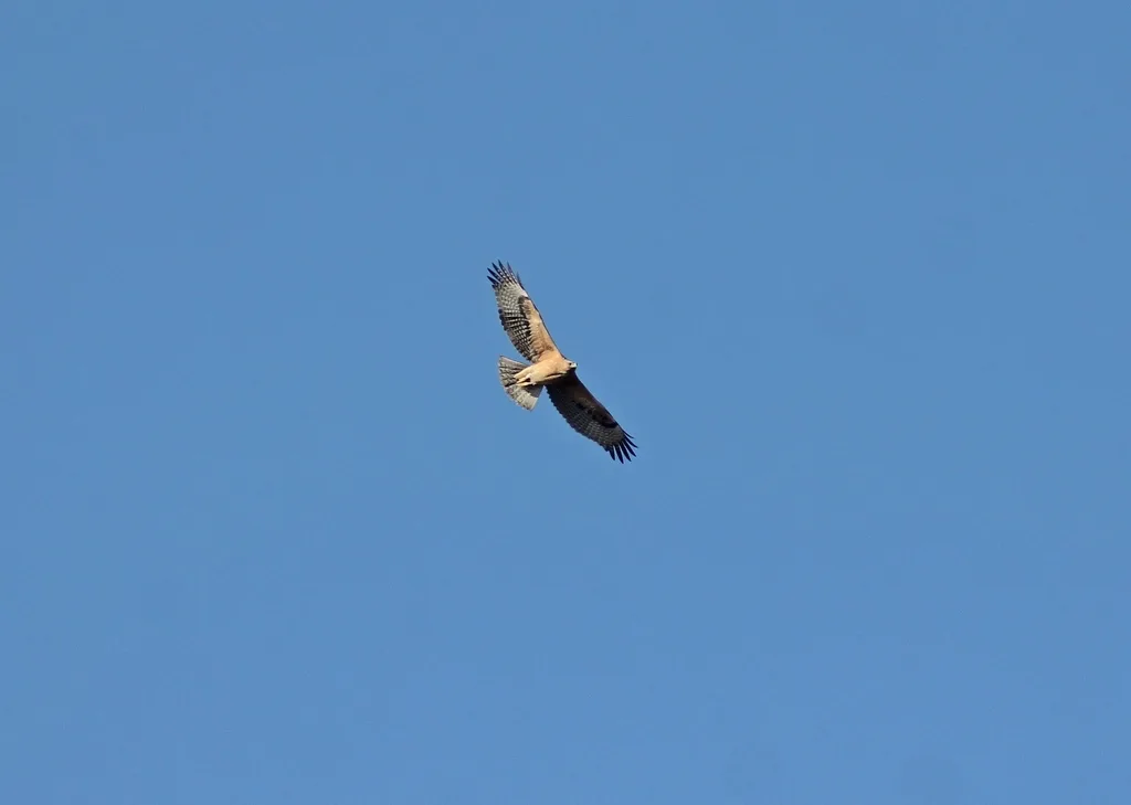 白腹隼雕（Aquila fasciata）