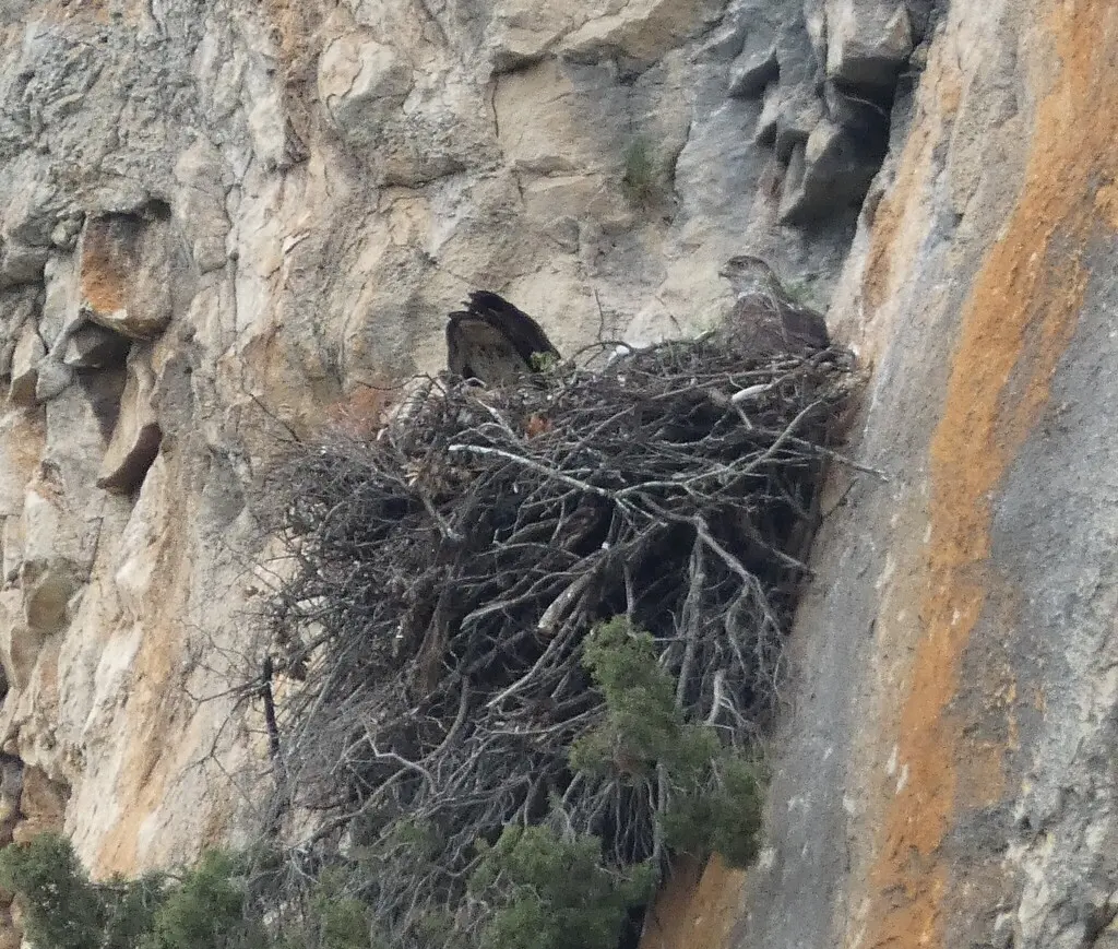 白腹隼雕（Aquila fasciata）