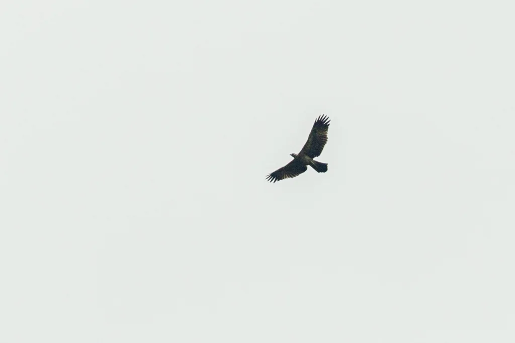 格氏雕(Aquila gurneyi)
