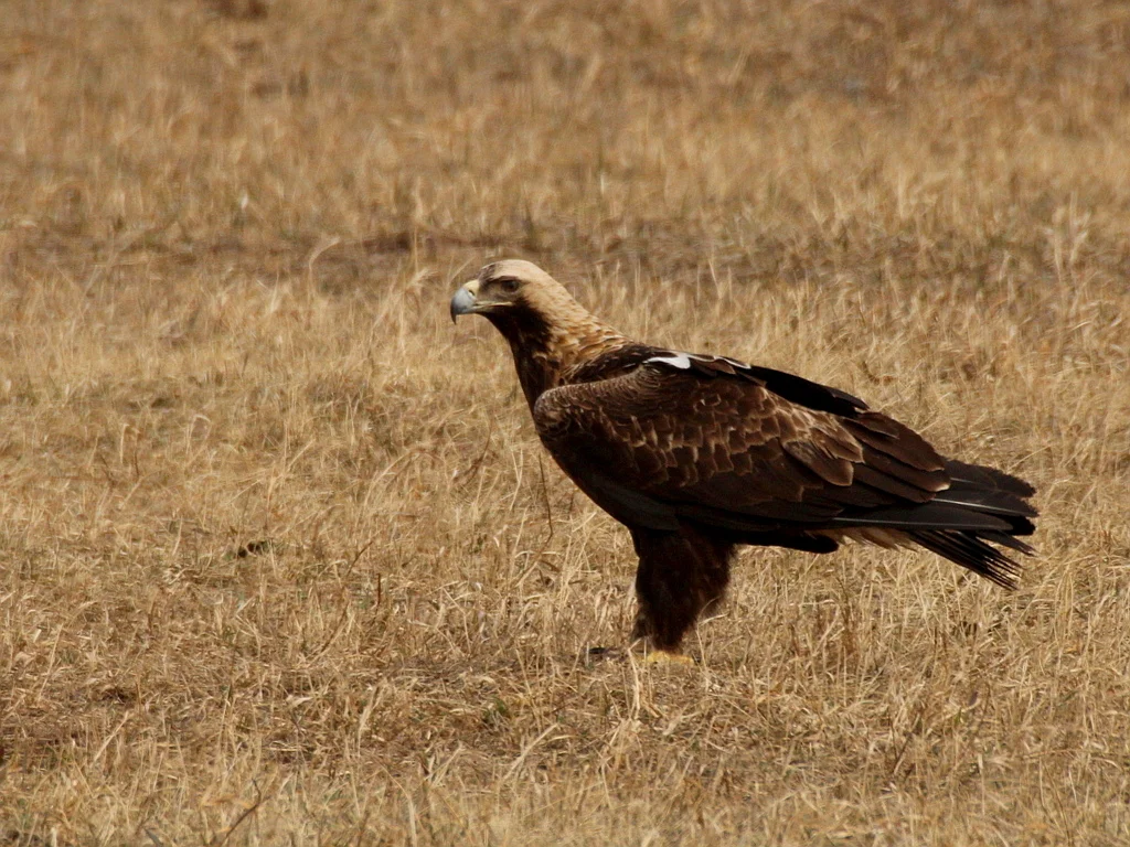 白肩雕(Aquila heliaca)