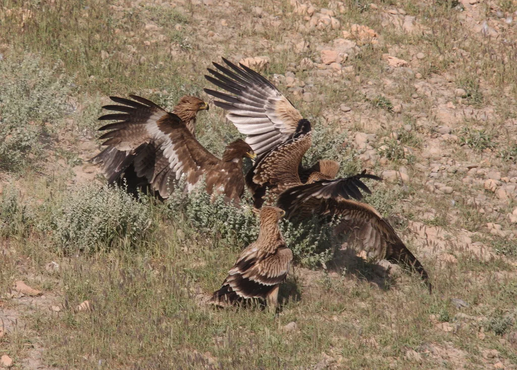 白肩雕(Aquila heliaca)