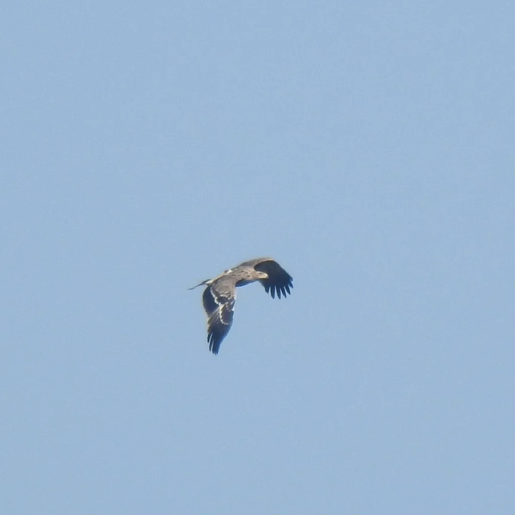 白肩雕(Aquila heliaca)