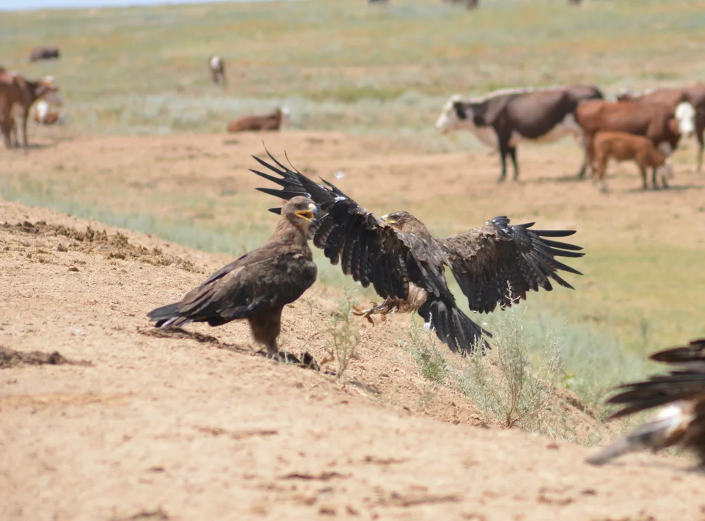 草原雕(Aquila nipalensis)