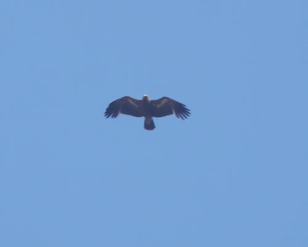 草原雕(Aquila nipalensis)
