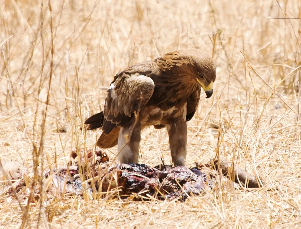 茶色雕(Aquila rapax)