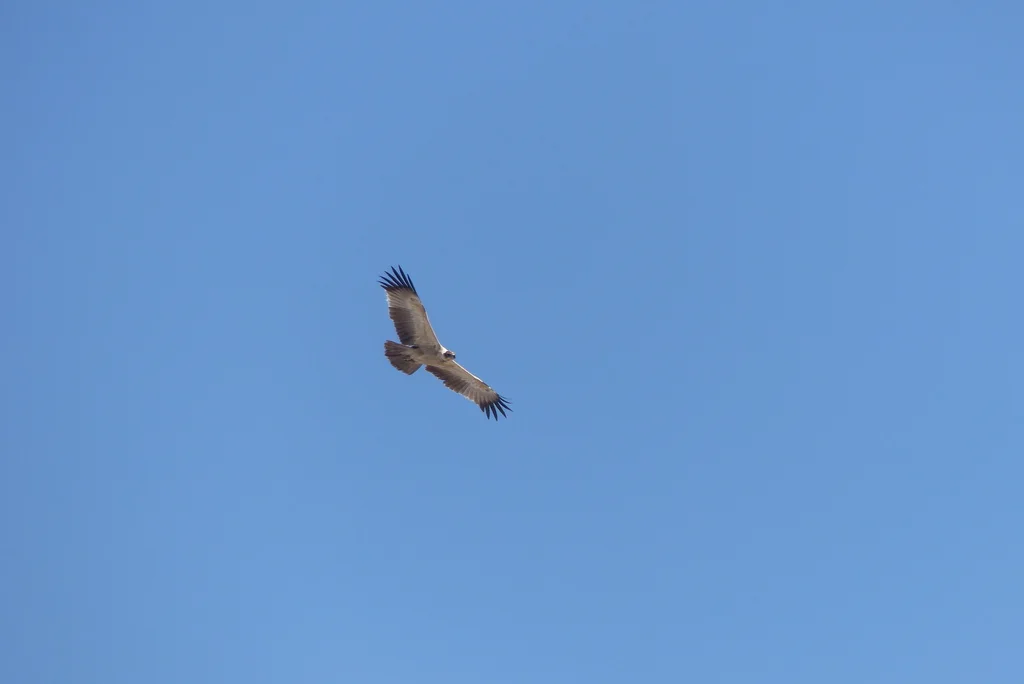茶色雕(Aquila rapax)