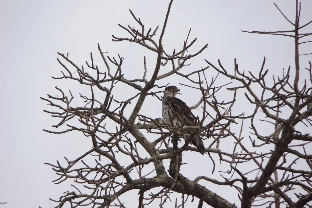 非洲隼雕(Aquila spilogaster)
