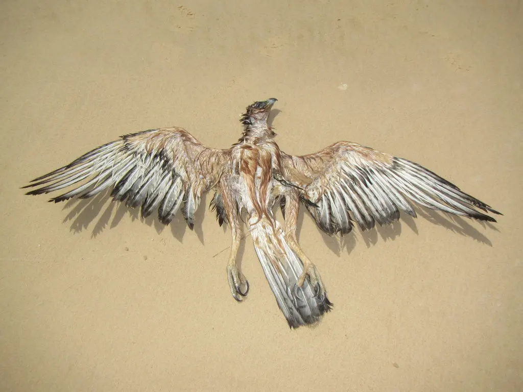 非洲隼雕(Aquila spilogaster)