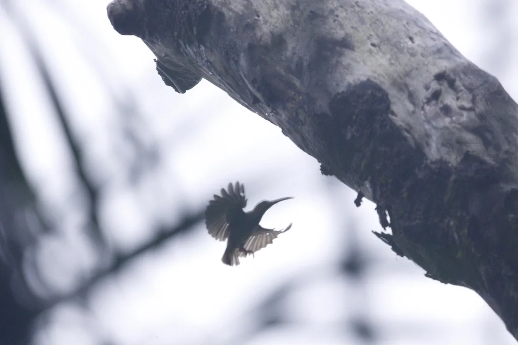 小黄耳捕蛛鸟（Arachnothera chrysogenys）