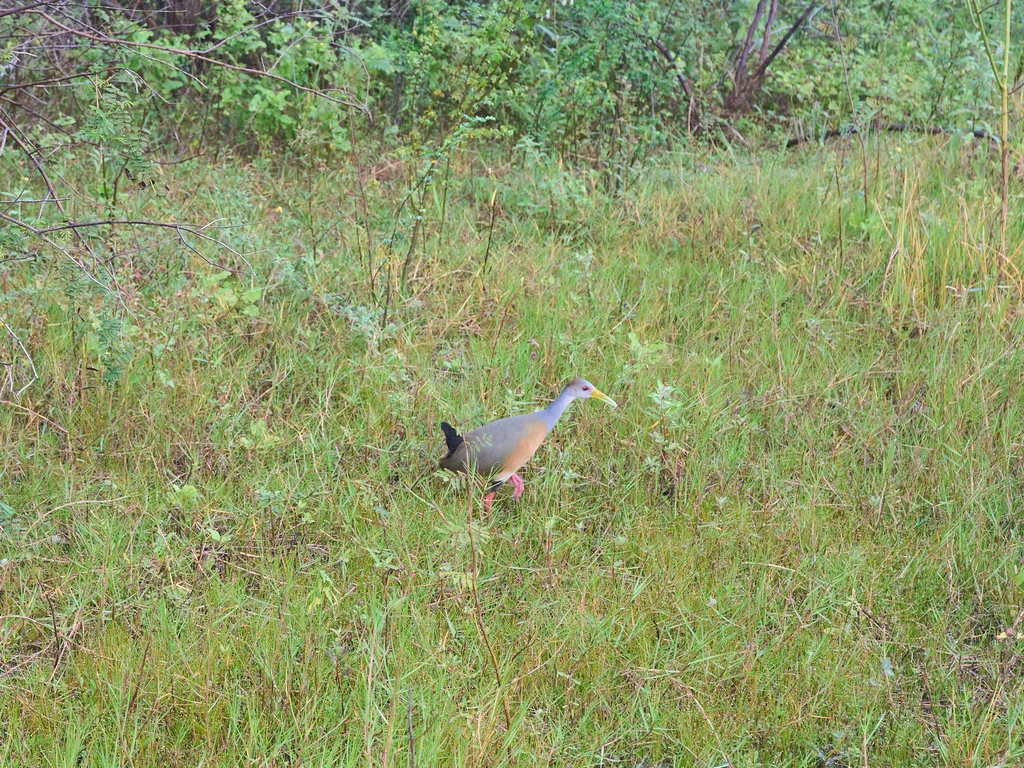 白腹林秧鸡(Aramides albiventris)