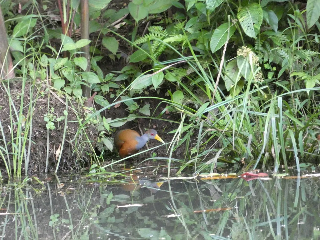 白腹林秧鸡(Aramides albiventris)