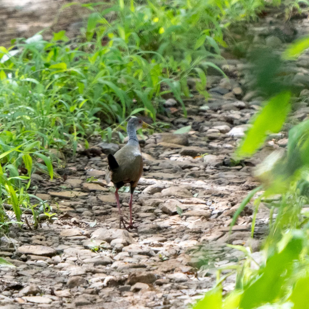 灰颈林秧鸡(Aramides cajaneus)