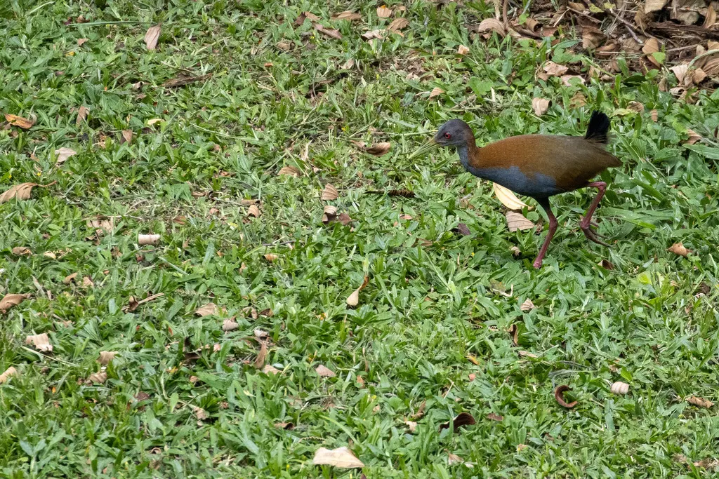 灰胸林秧鸡(Aramides saracura)