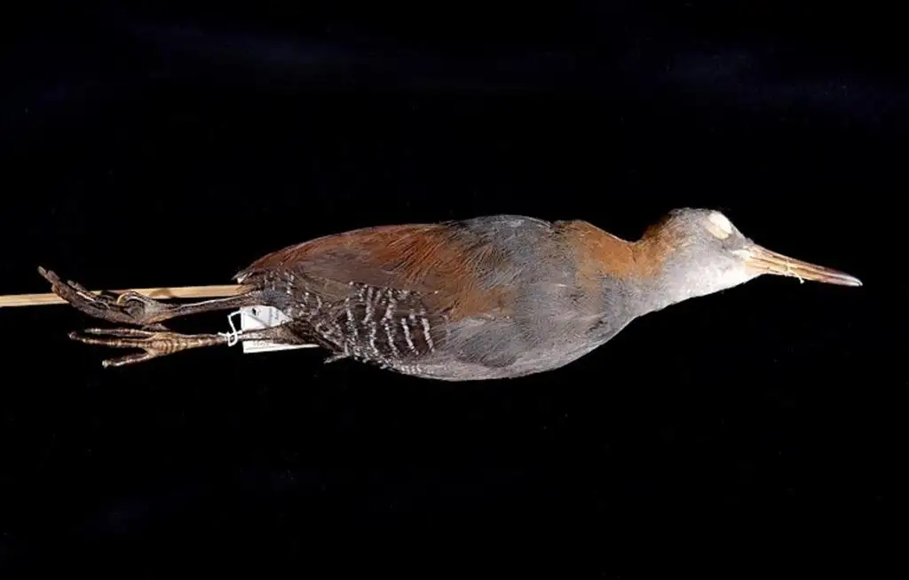 普氏秧鸡(Aramidopsis plateni)