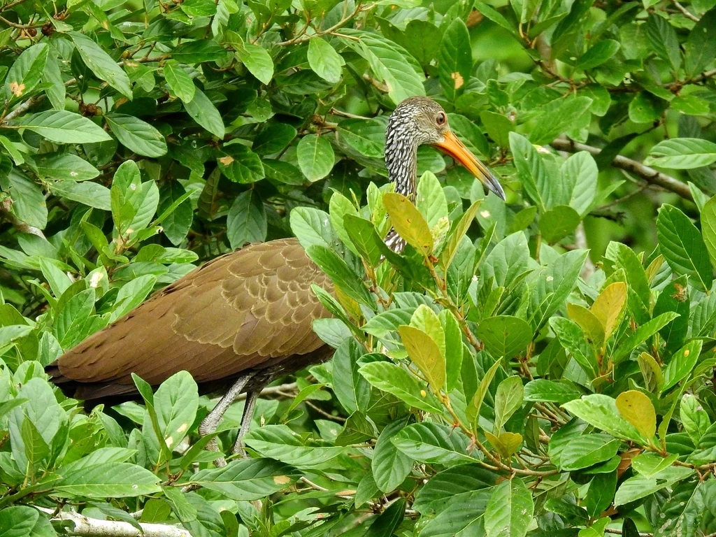 秧鹤(Aramus guarauna)