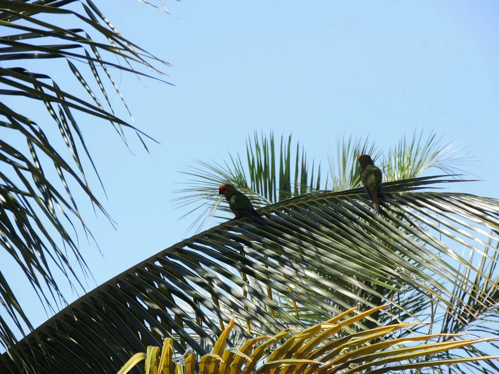 金帽鹦哥(Aratinga auricapillus)
