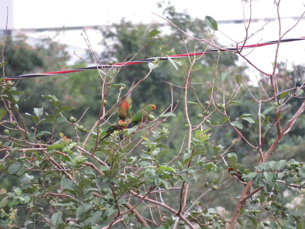 金帽鹦哥(Aratinga auricapillus)