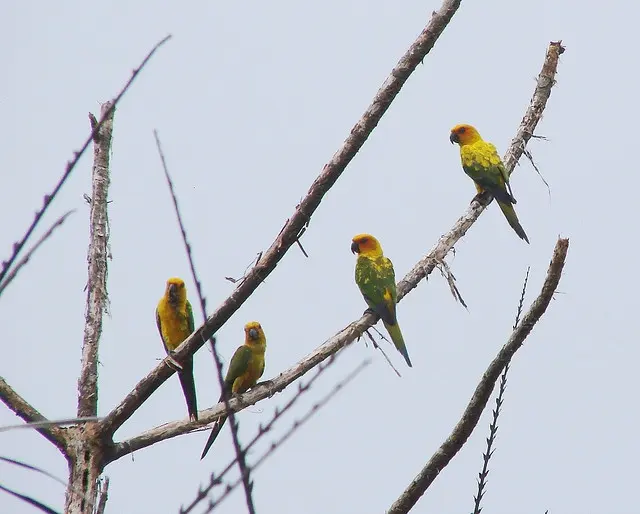 橙胸鹦哥(Aratinga maculata)