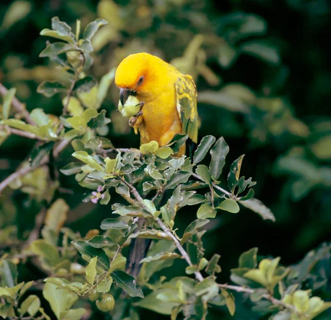 橙胸鹦哥(Aratinga maculata)